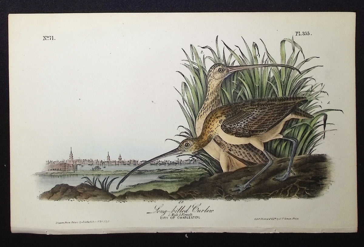 Long-billed Curlew