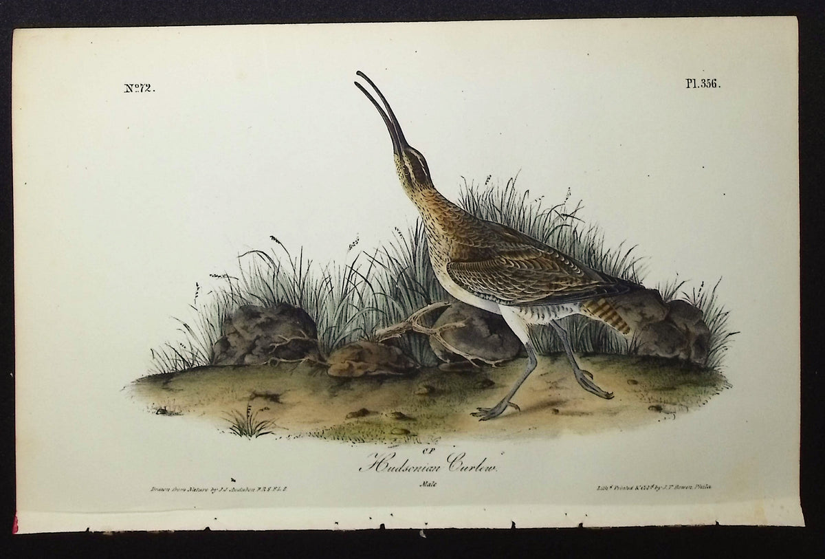 Hudsonian Curlew