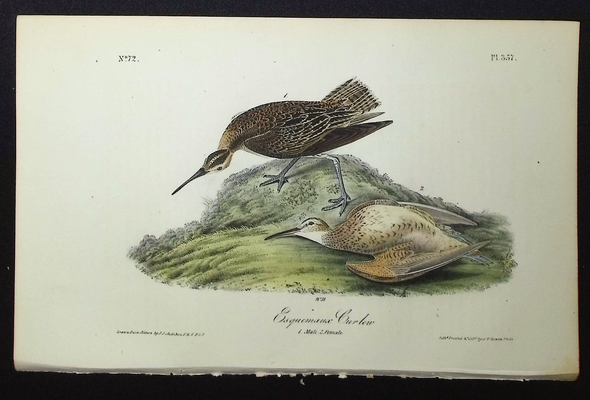 Esquimaux Curlew
