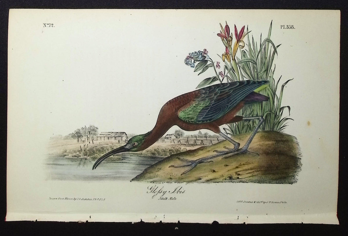 Glossy Ibis