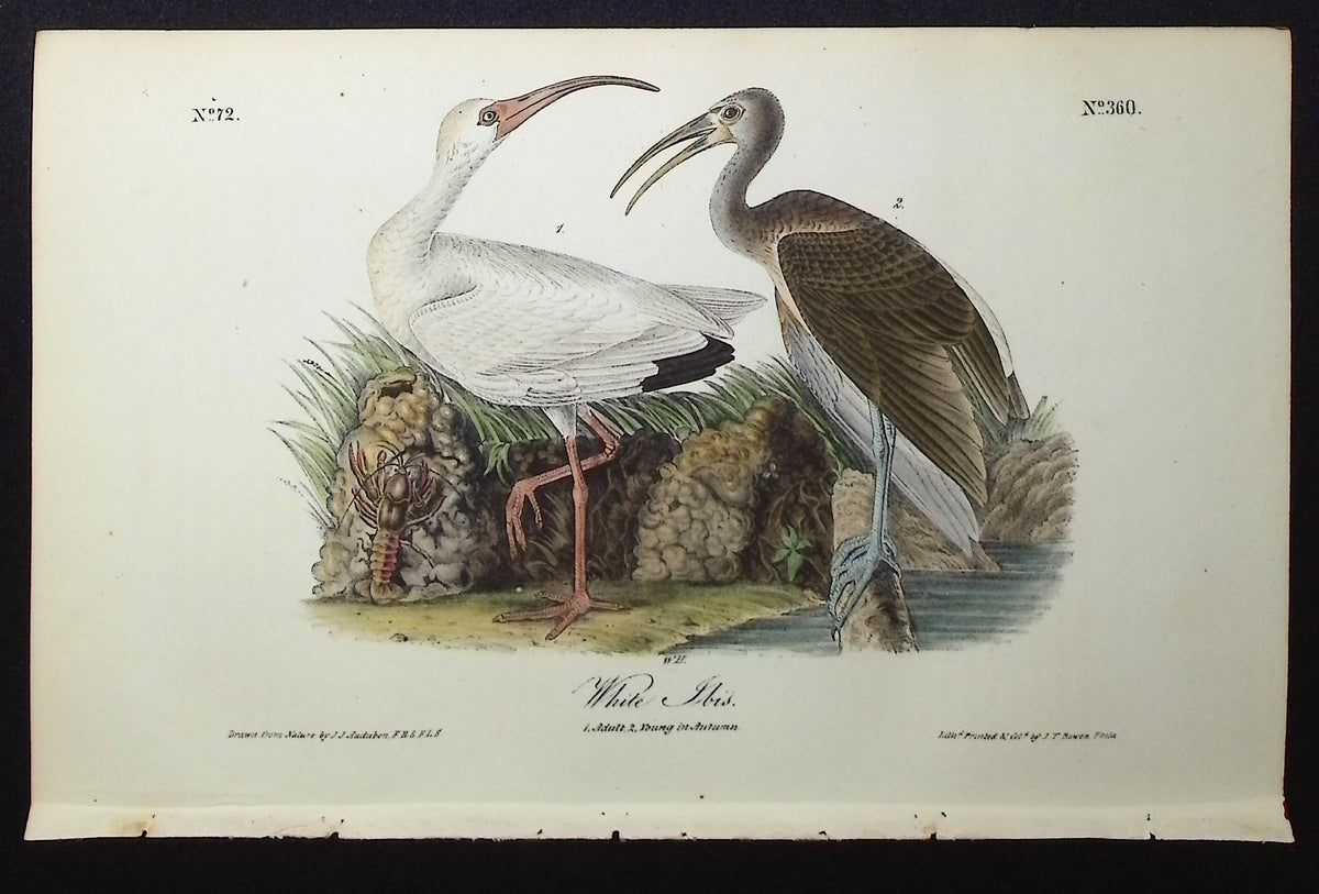 White Ibis