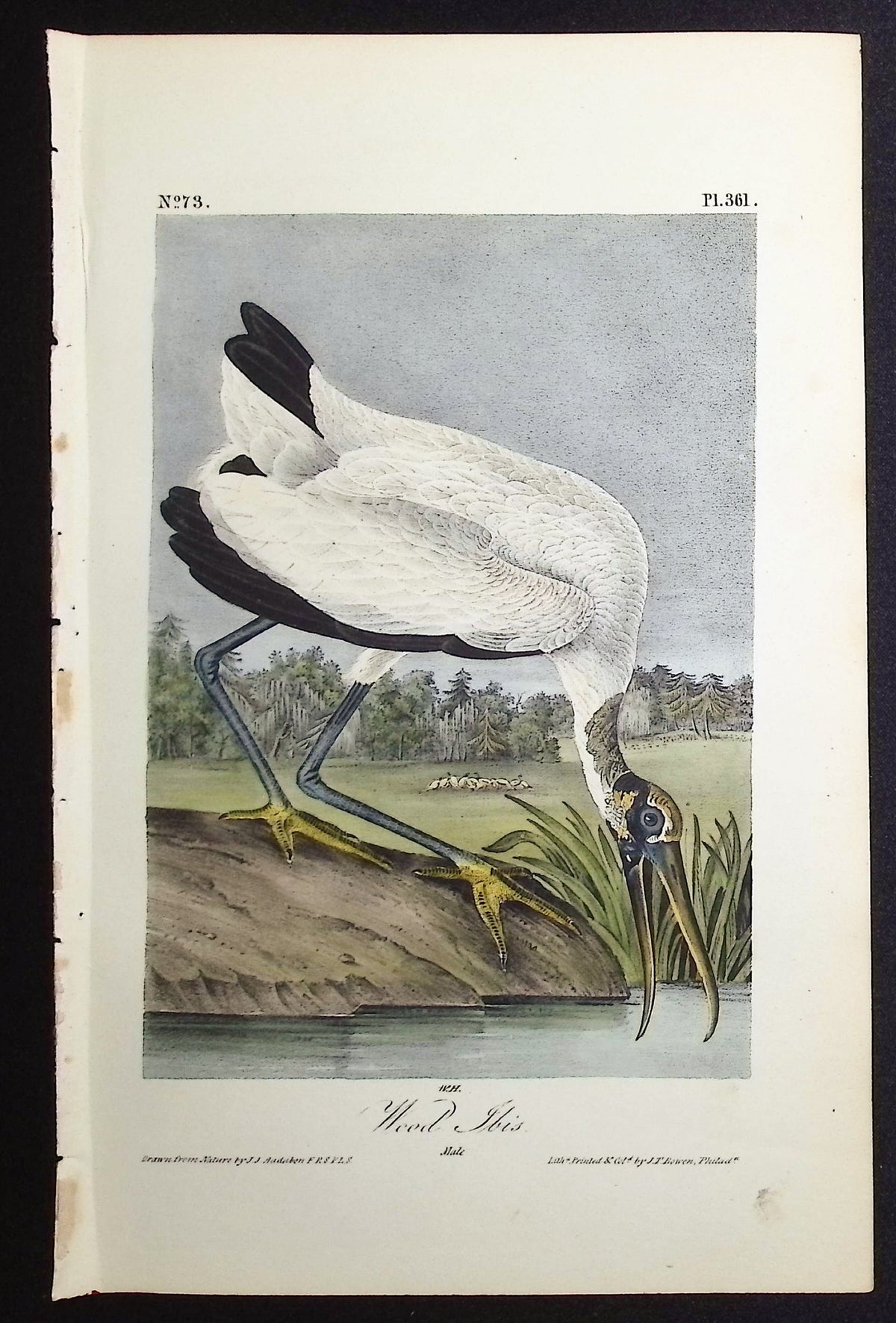 Wood Ibis