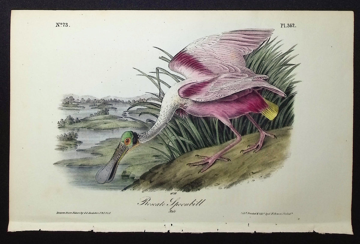Roseate Spoonbill