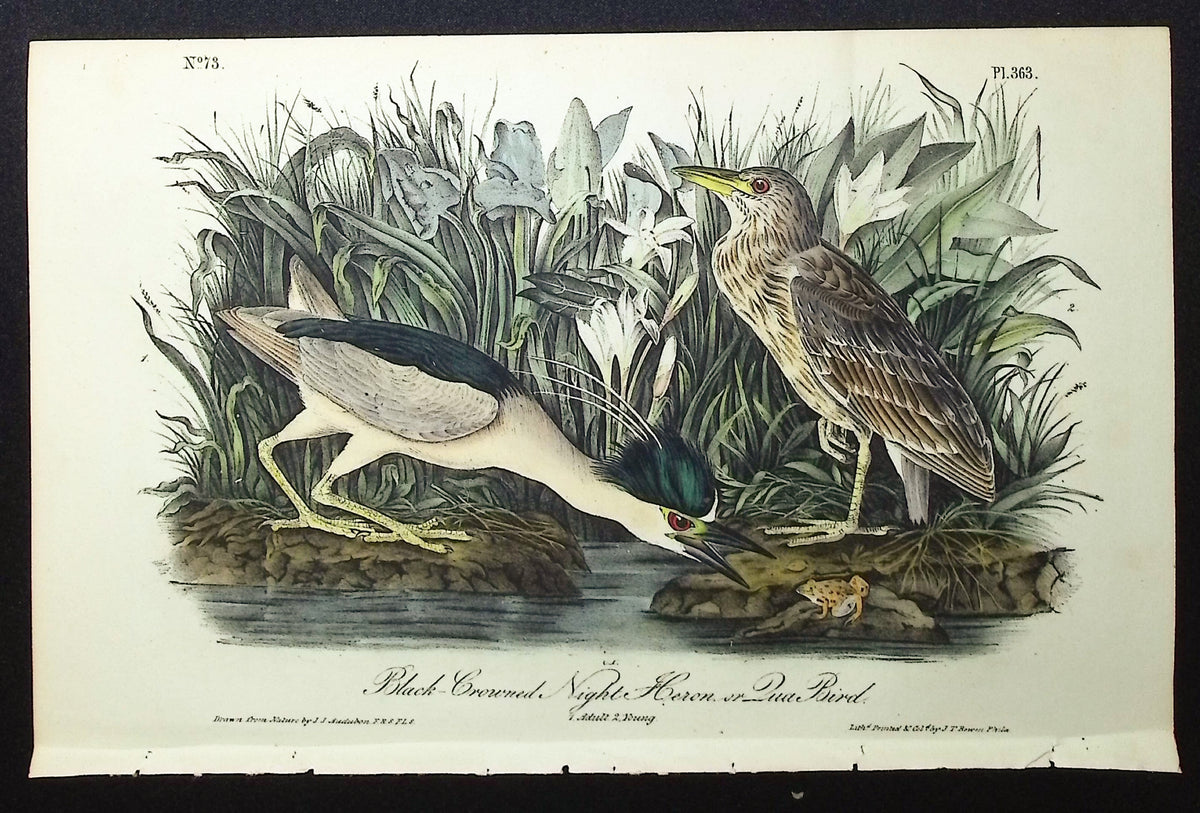 Black-Crowned Night Heron or Qua Bird