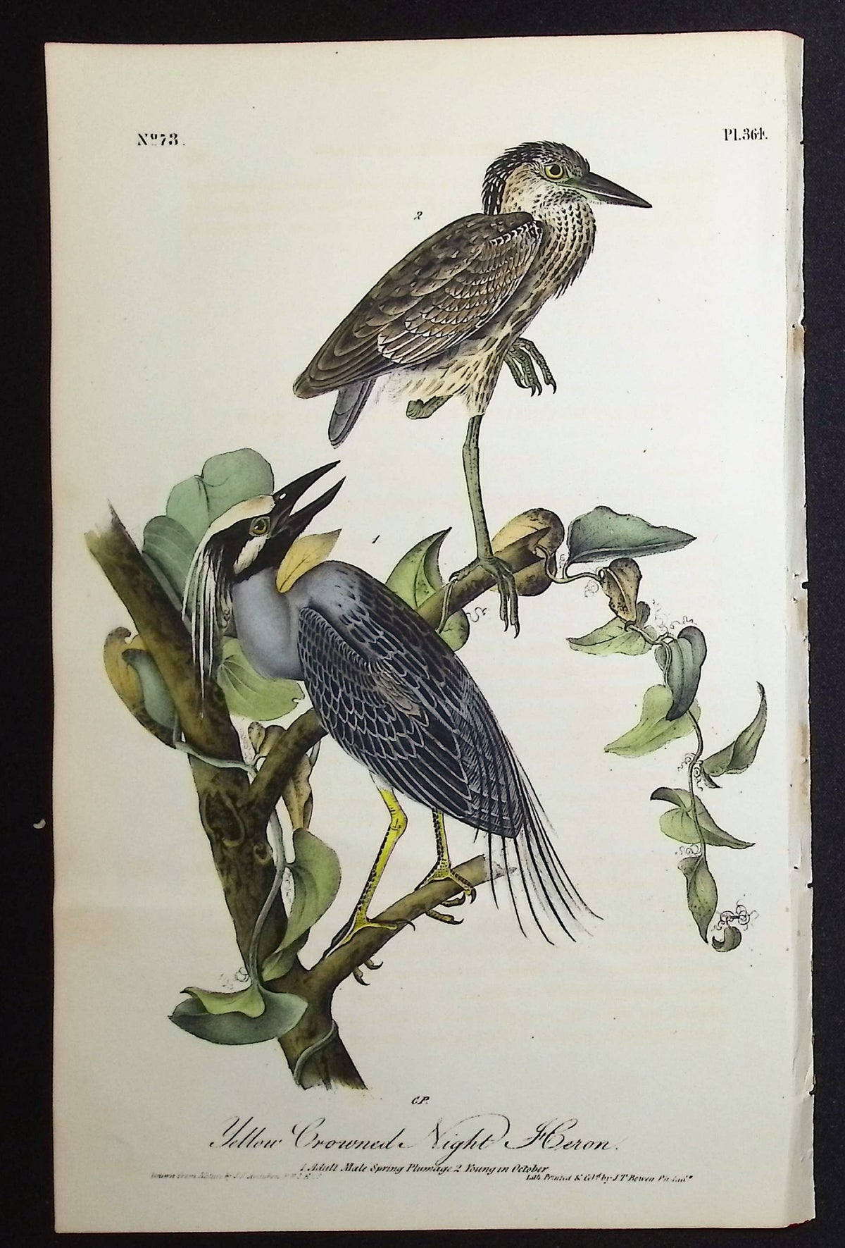Yellow Crowned Night Heron