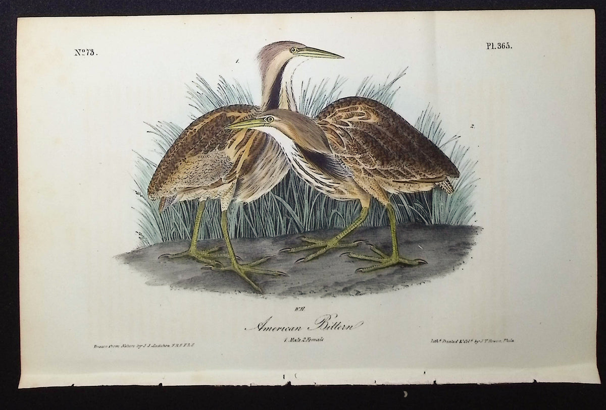 American Bittern