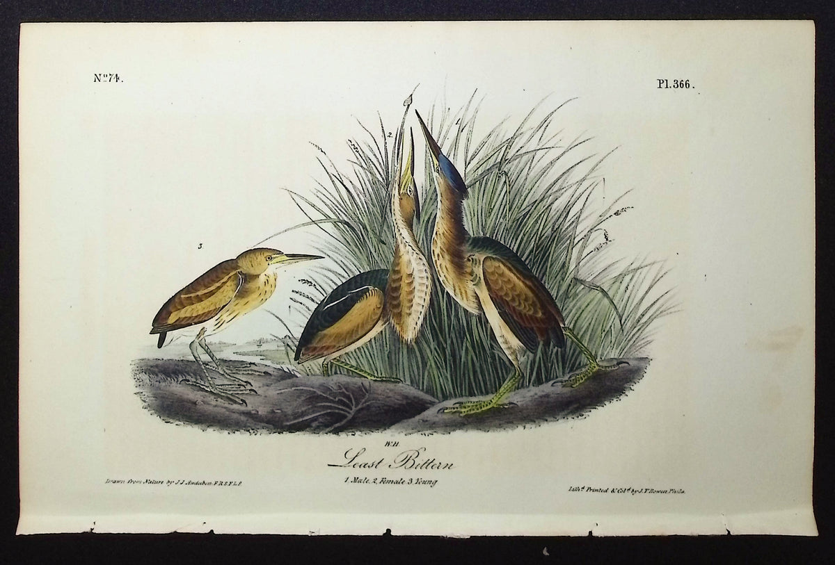 Least Bittern