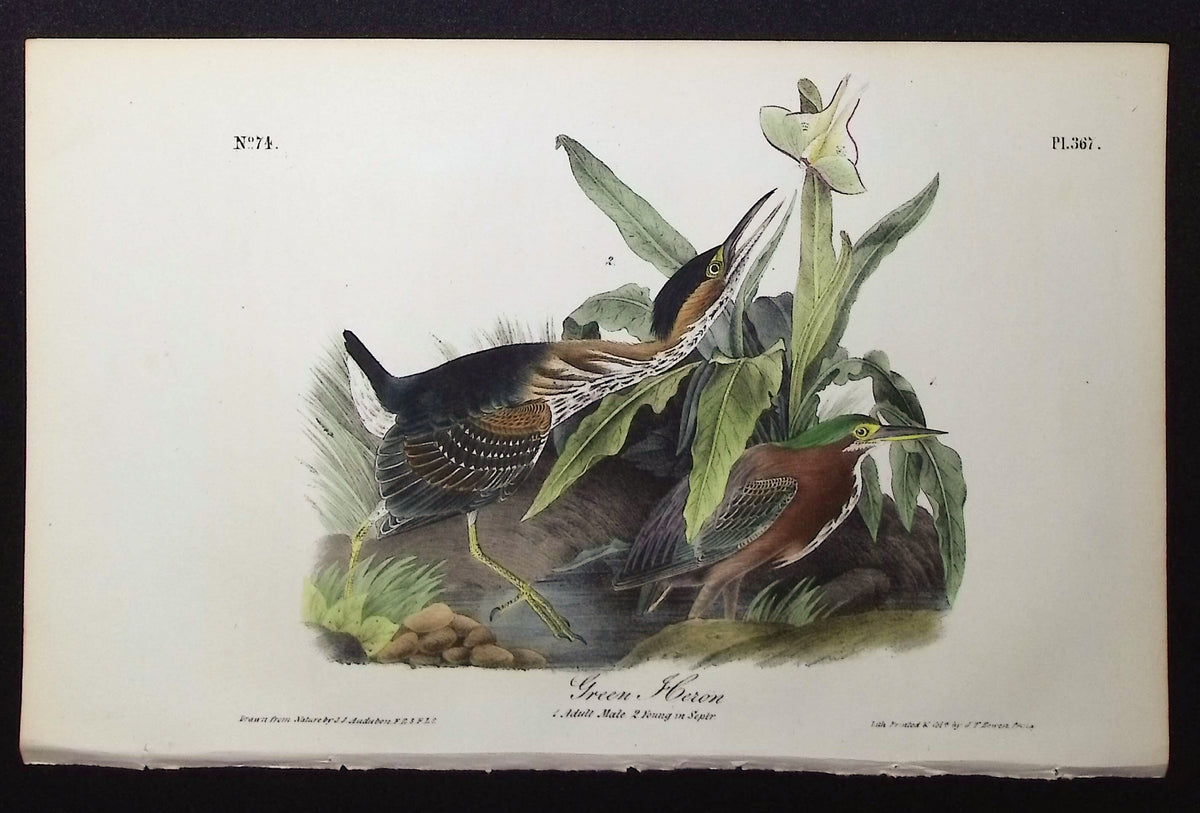 Green Heron