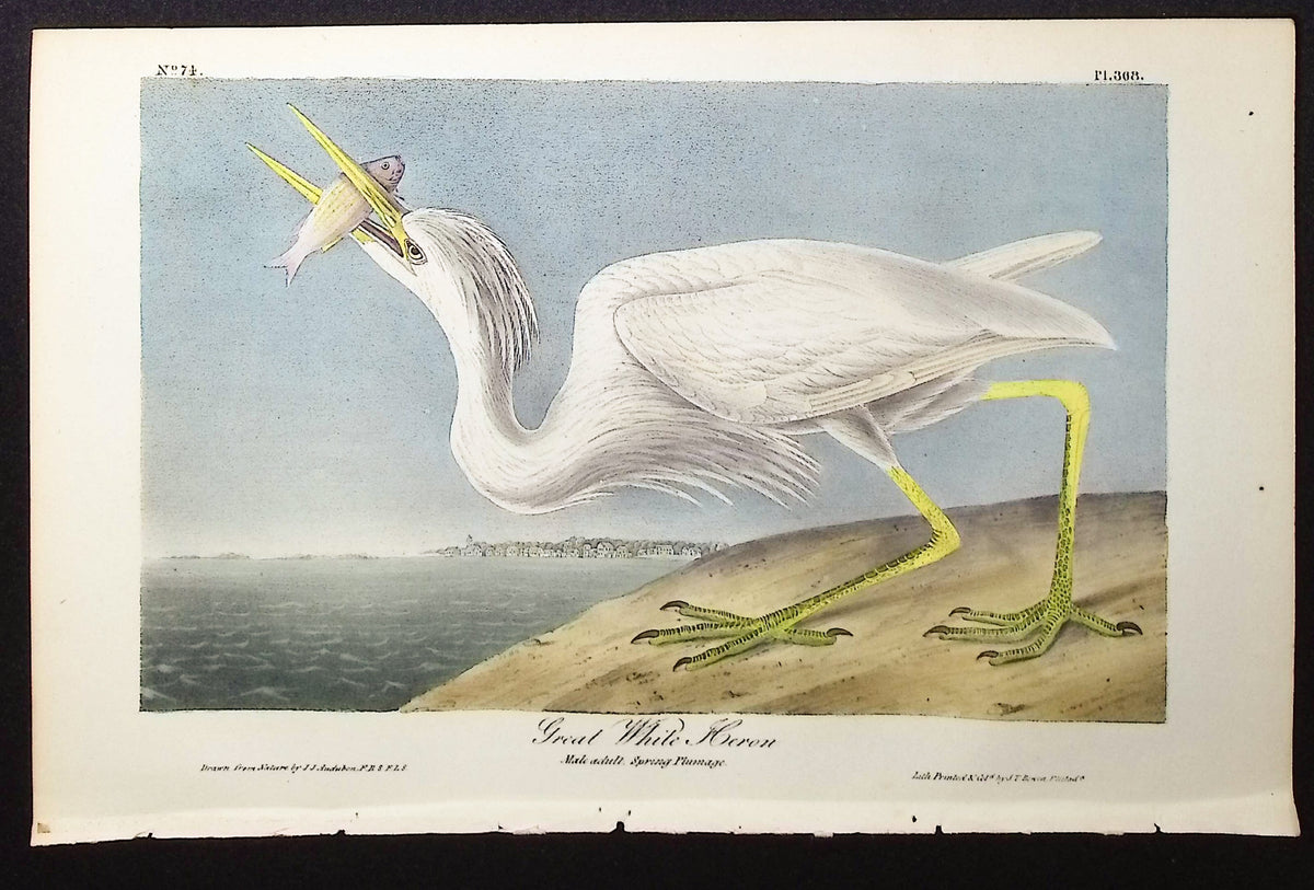 Great White Heron