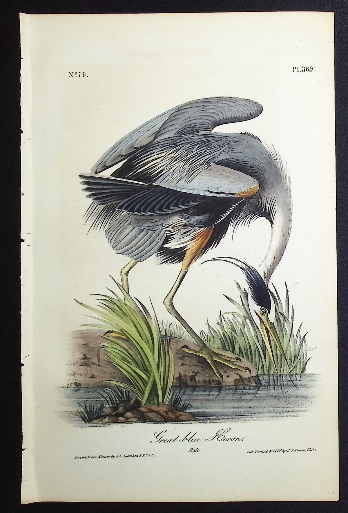Great Blue Heron