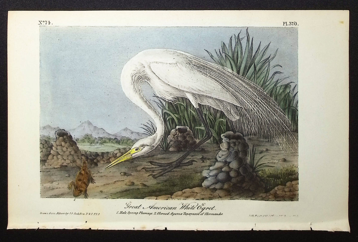 Great American White Egret