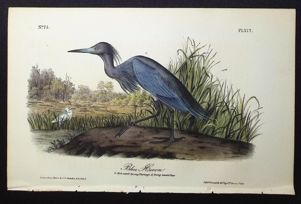 Blue Heron