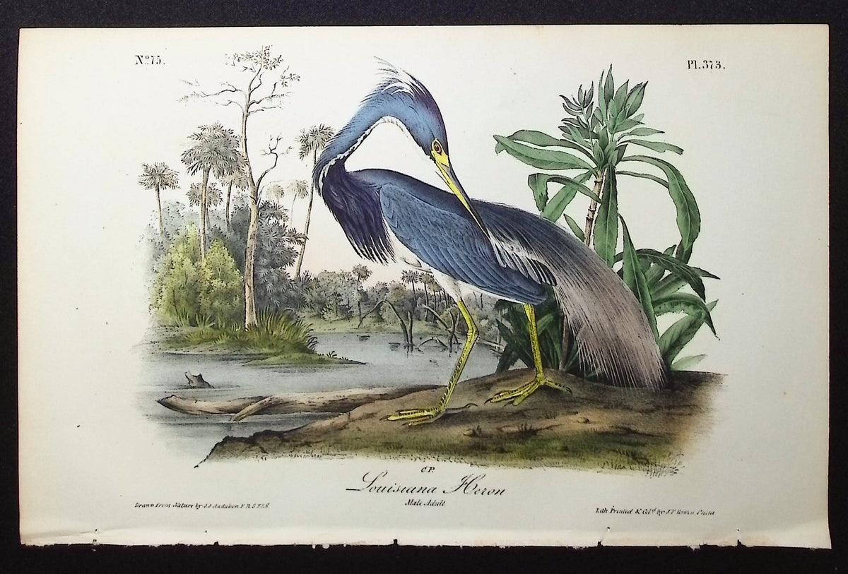 Louisiana Heron