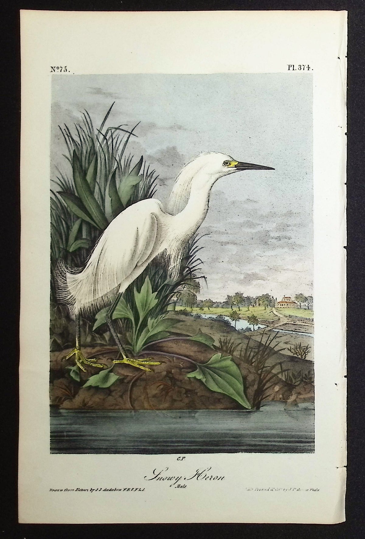 Snowy Heron