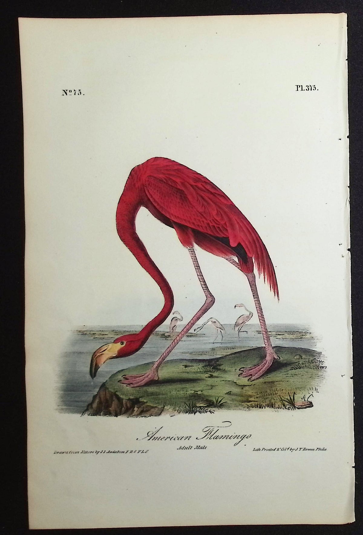 American Flamingo