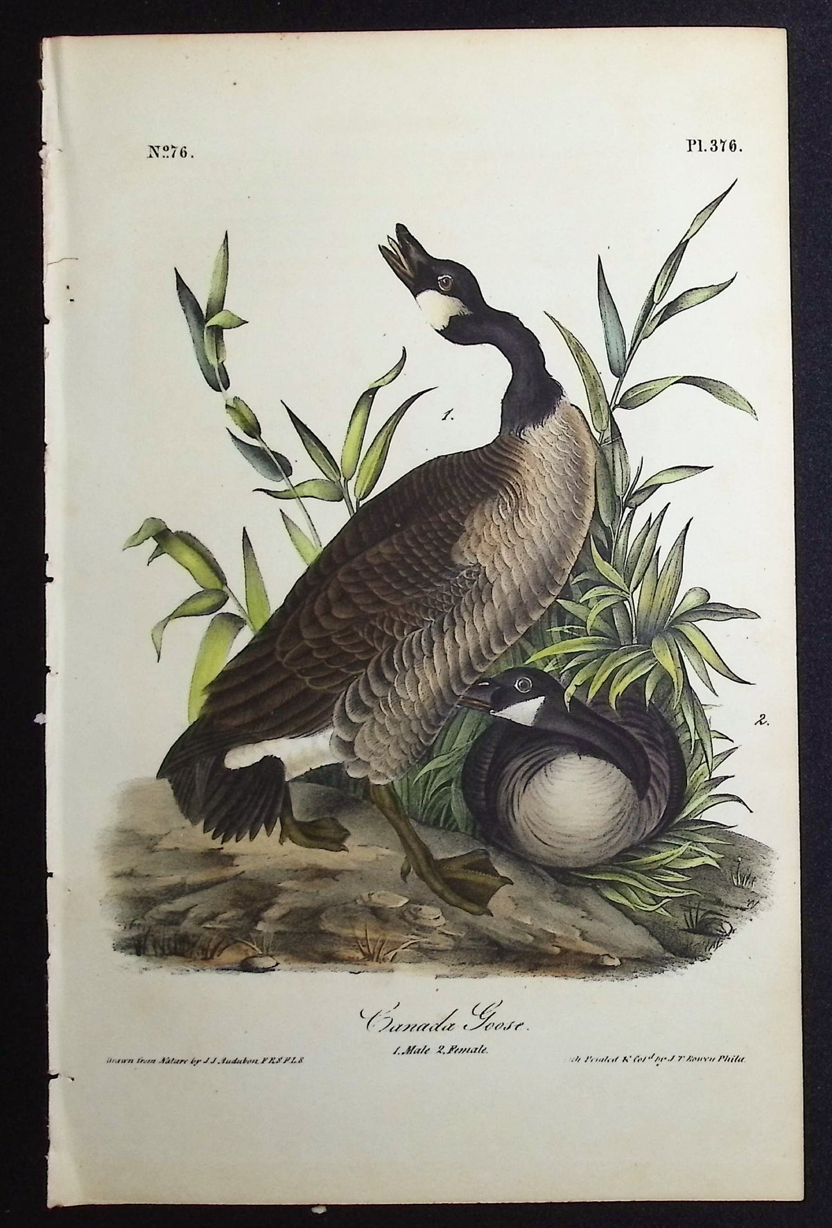 Canada Goose
