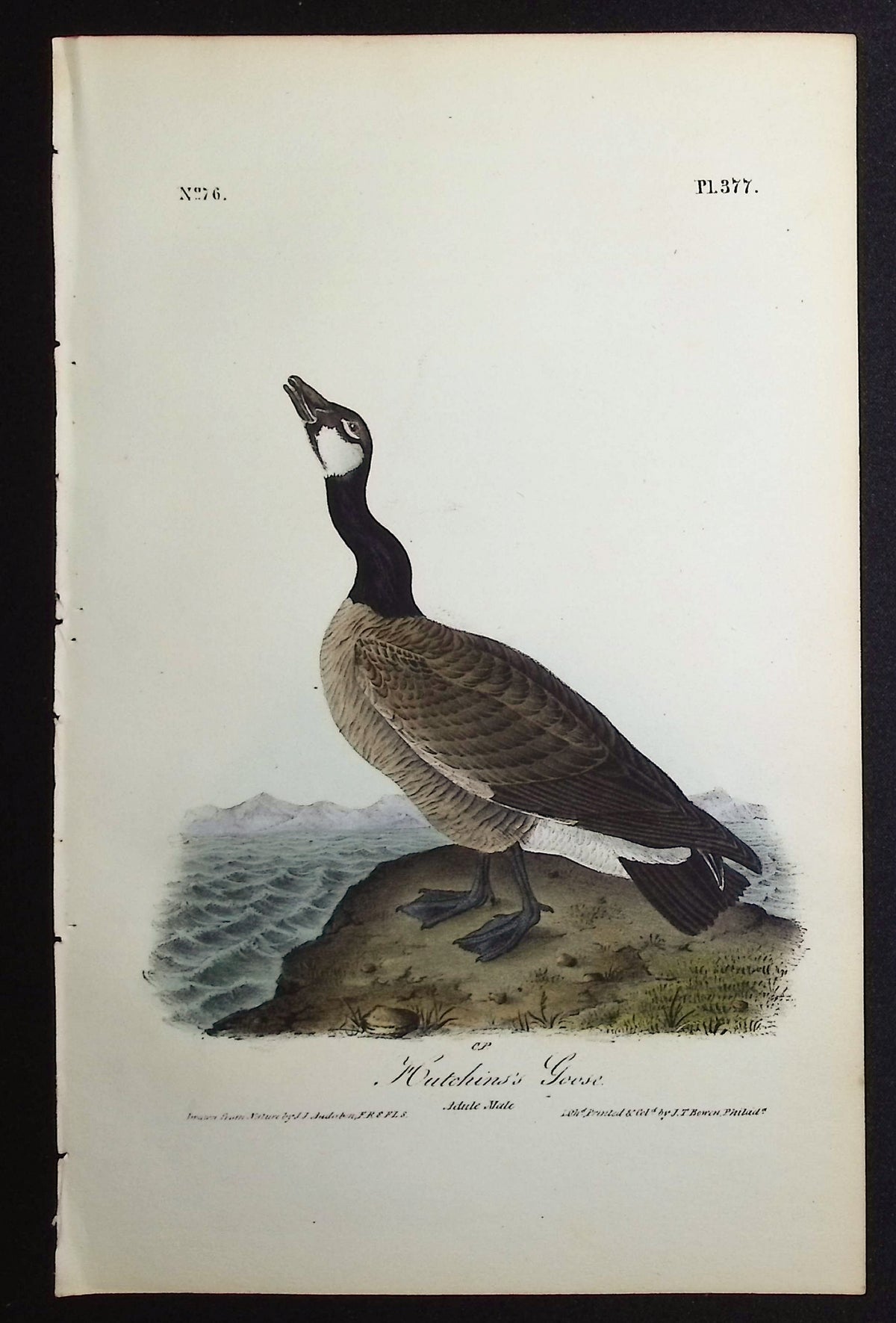 Hutchins's Goose