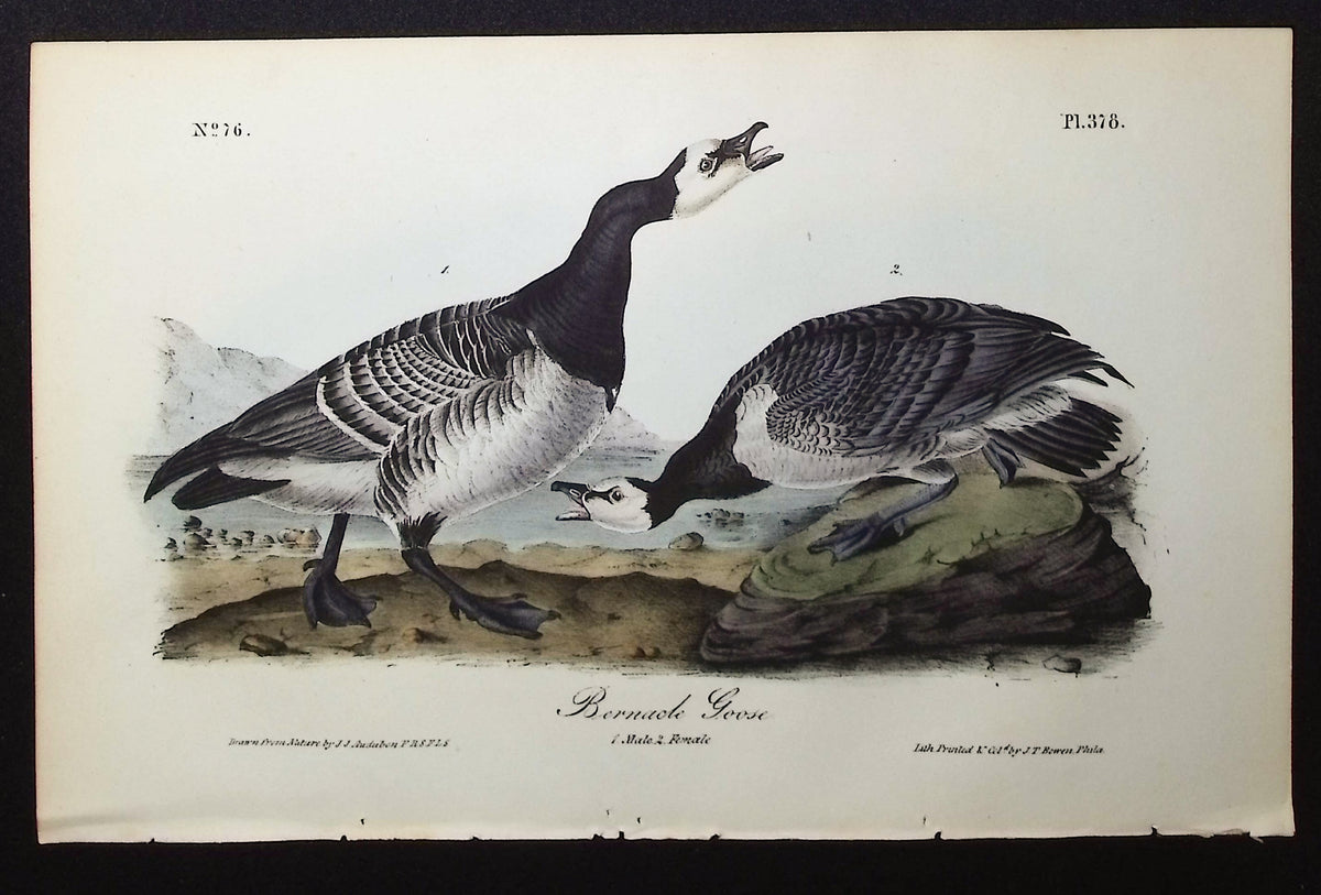Bernacle Goose
