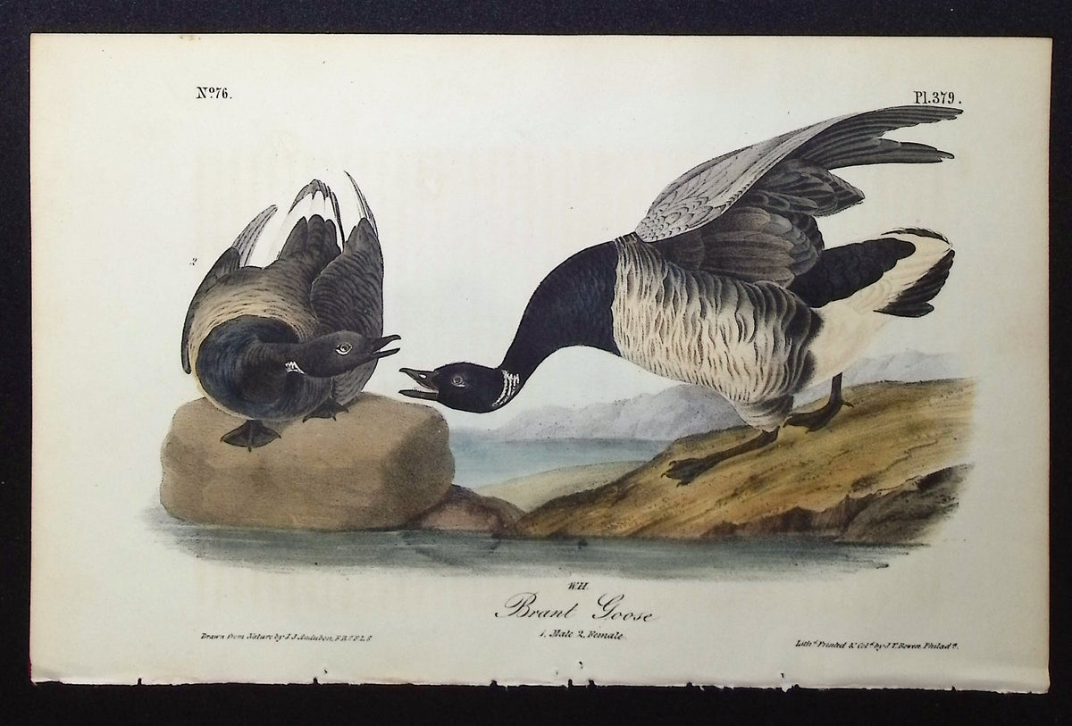 Brant Goose