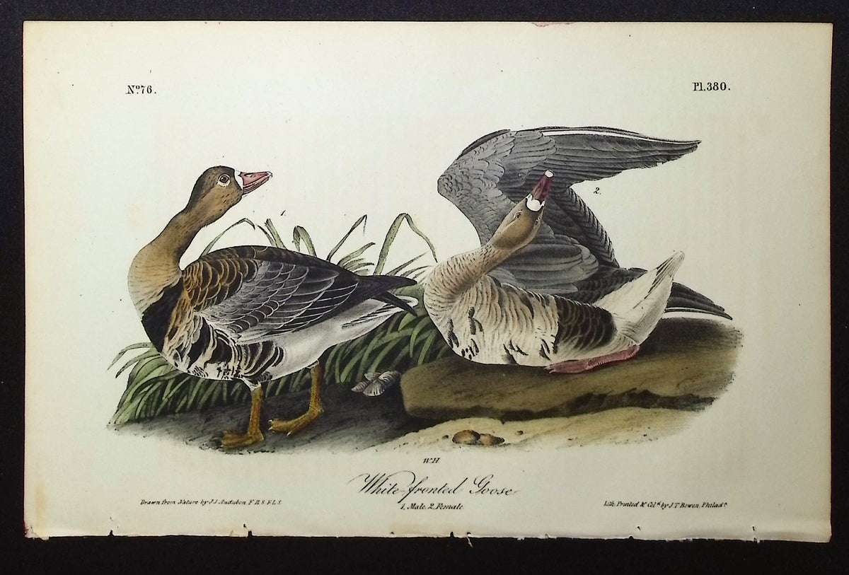 White-fronted Goose