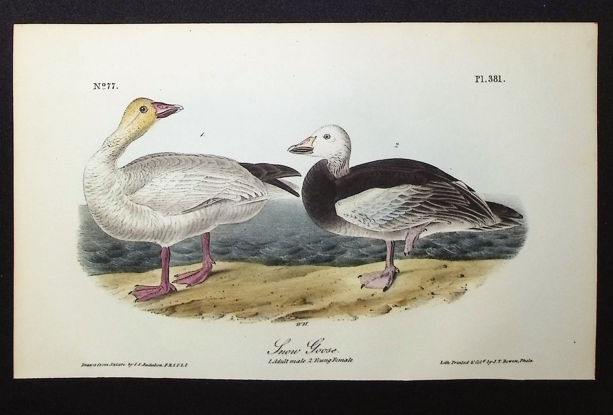 Snow Goose