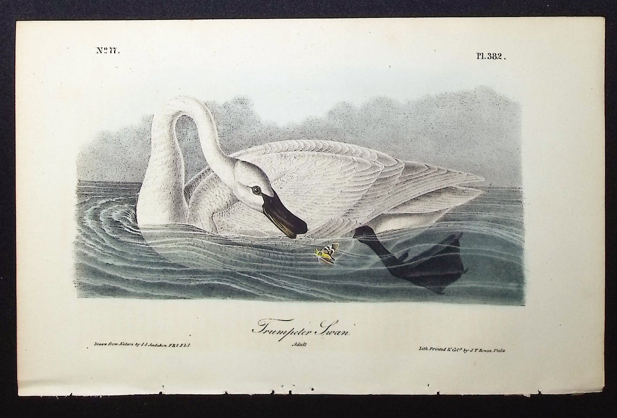 Trumpeter Swan