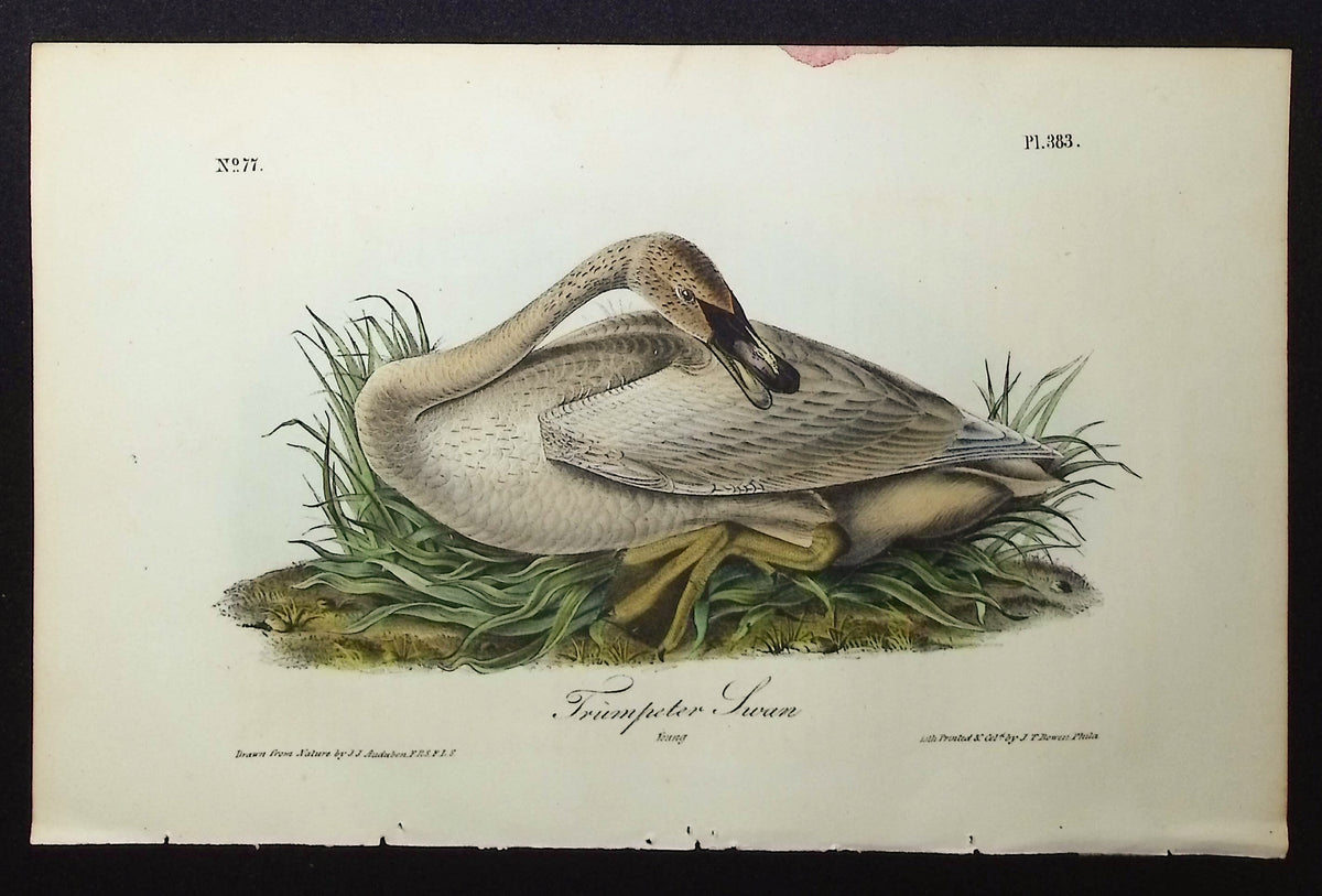 Trumpeter Swan