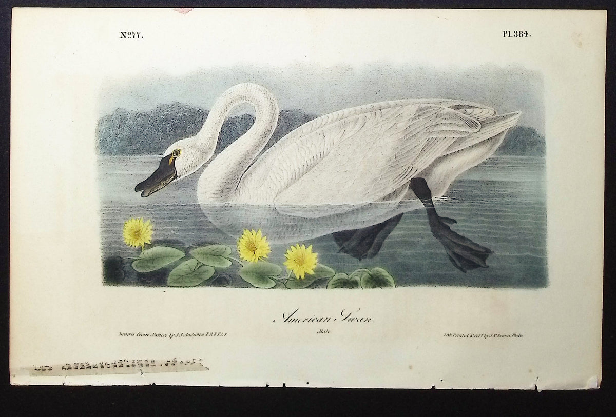 American Swan