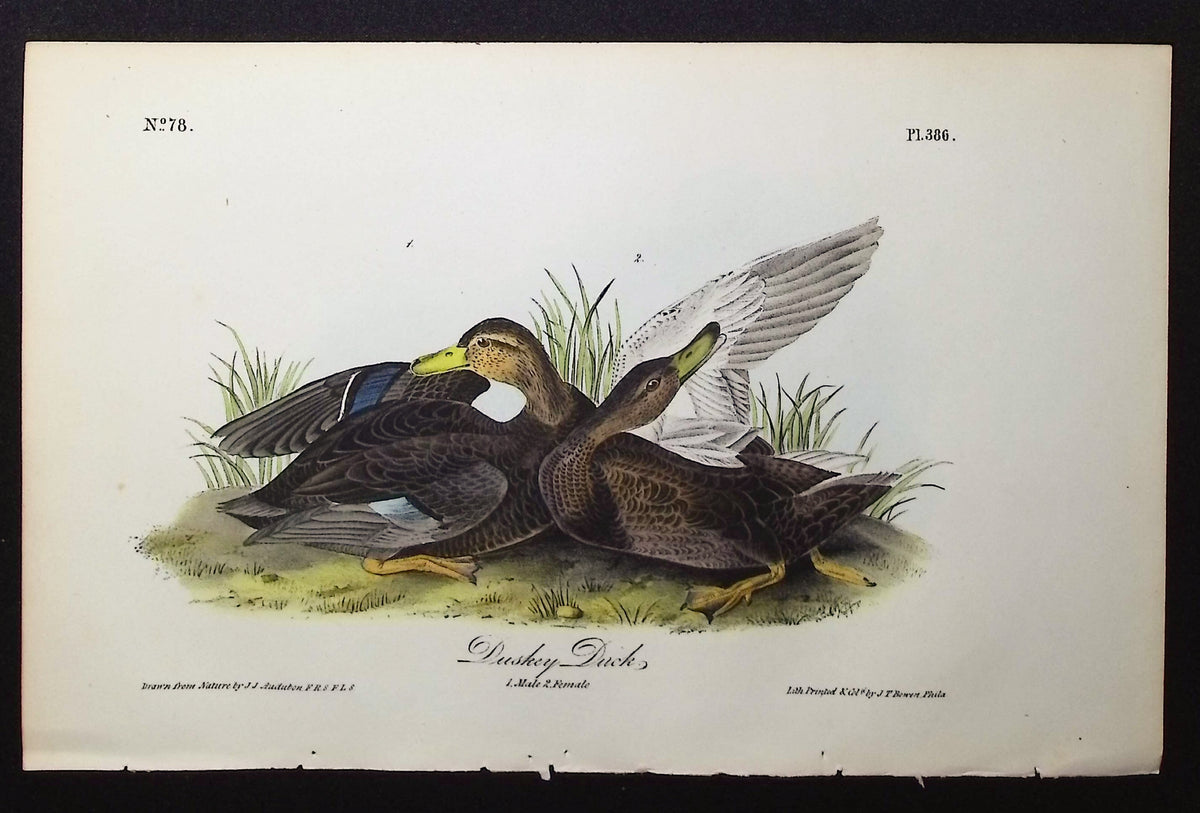Dusky Duck