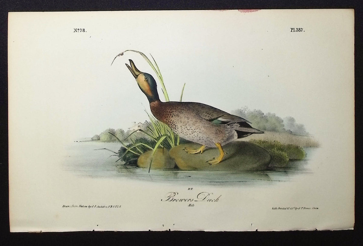 Brewers Duck