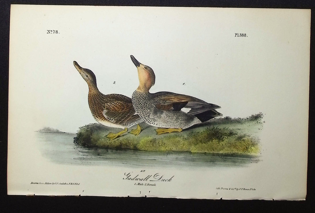 Gadwall Duck