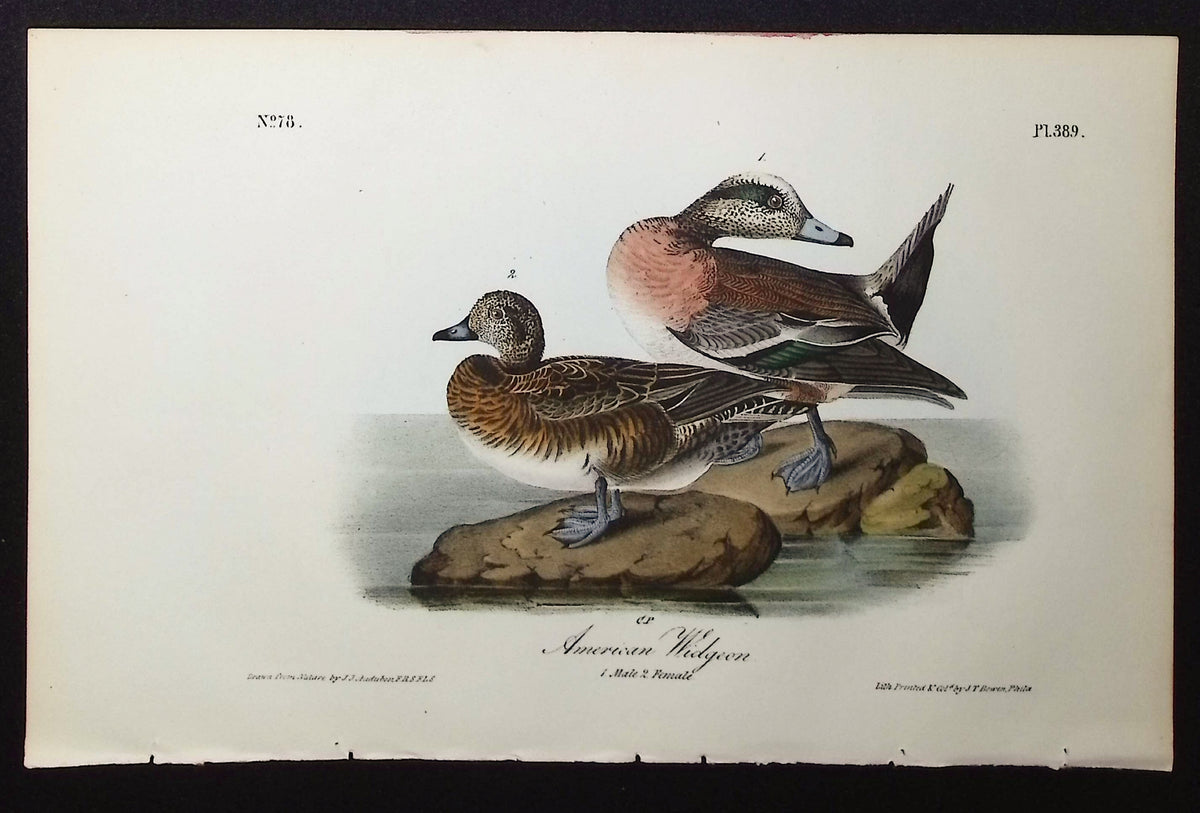 American Widgeon