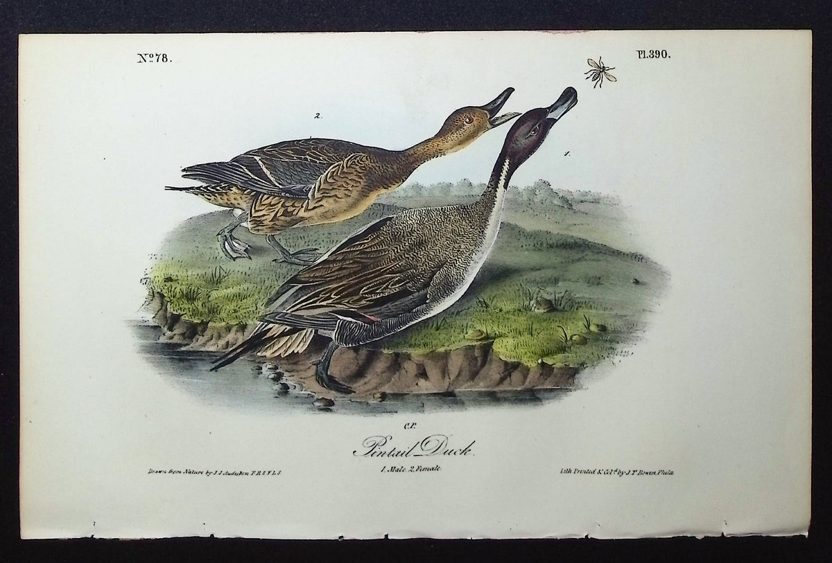 Pintail Duck