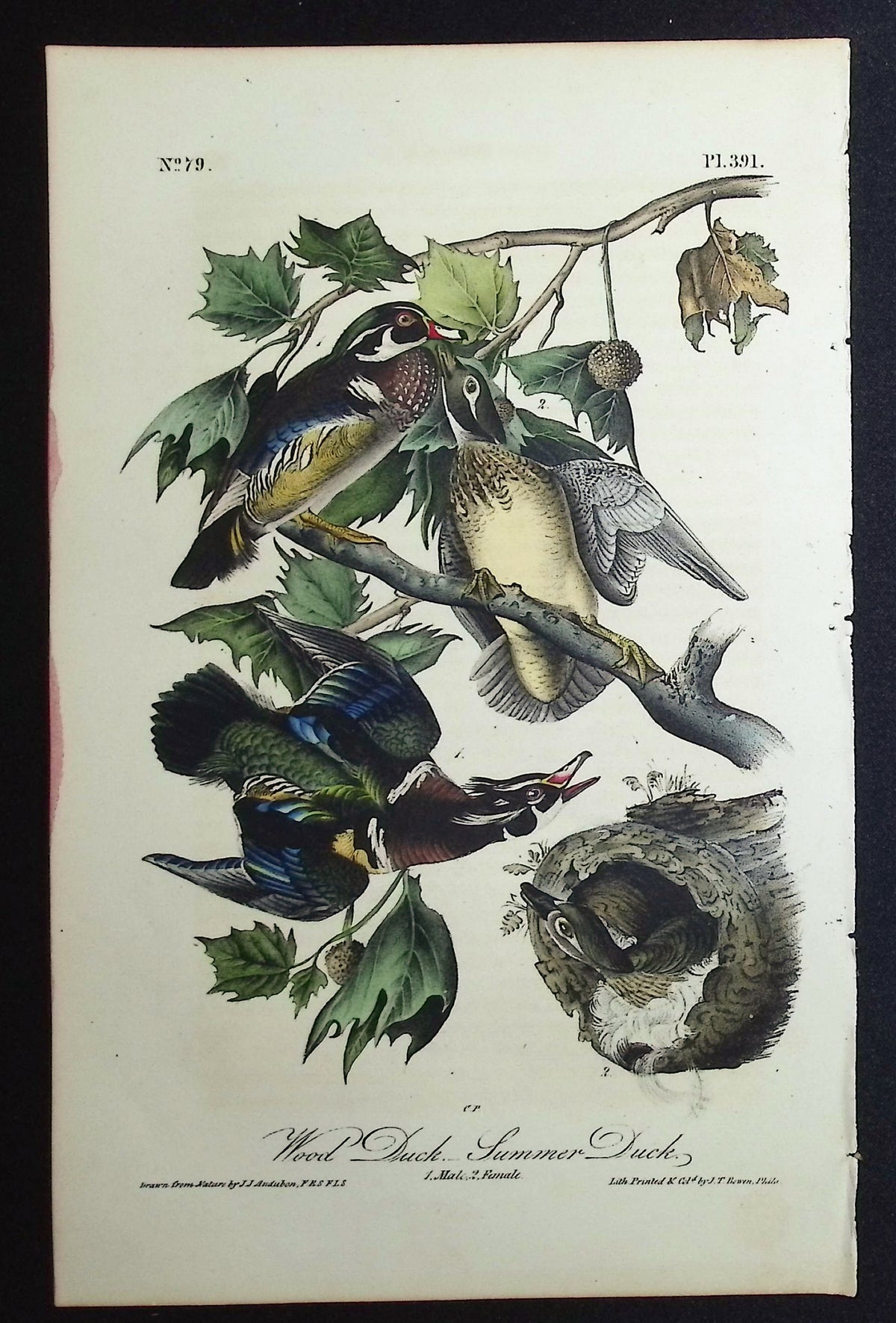 Wood Duck or Summer Duck