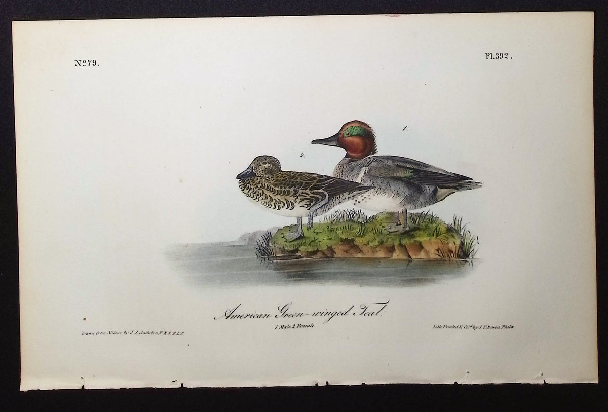 American Green-winged Teal