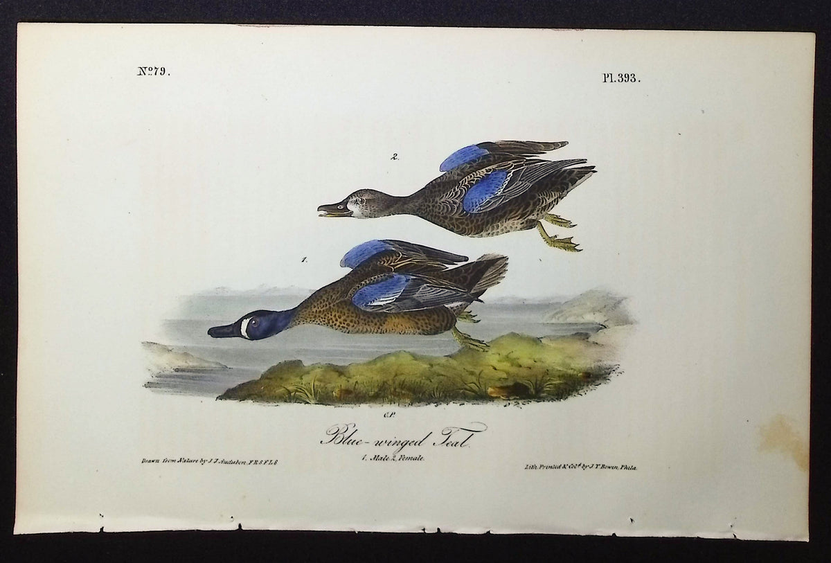 Blue-winged Teal