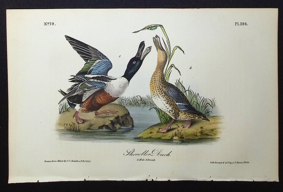 Shoveller Duck