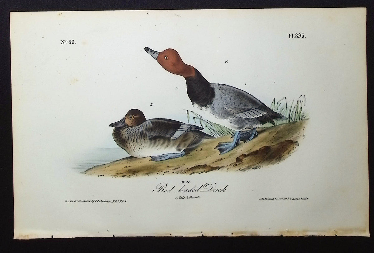 Red headed Duck