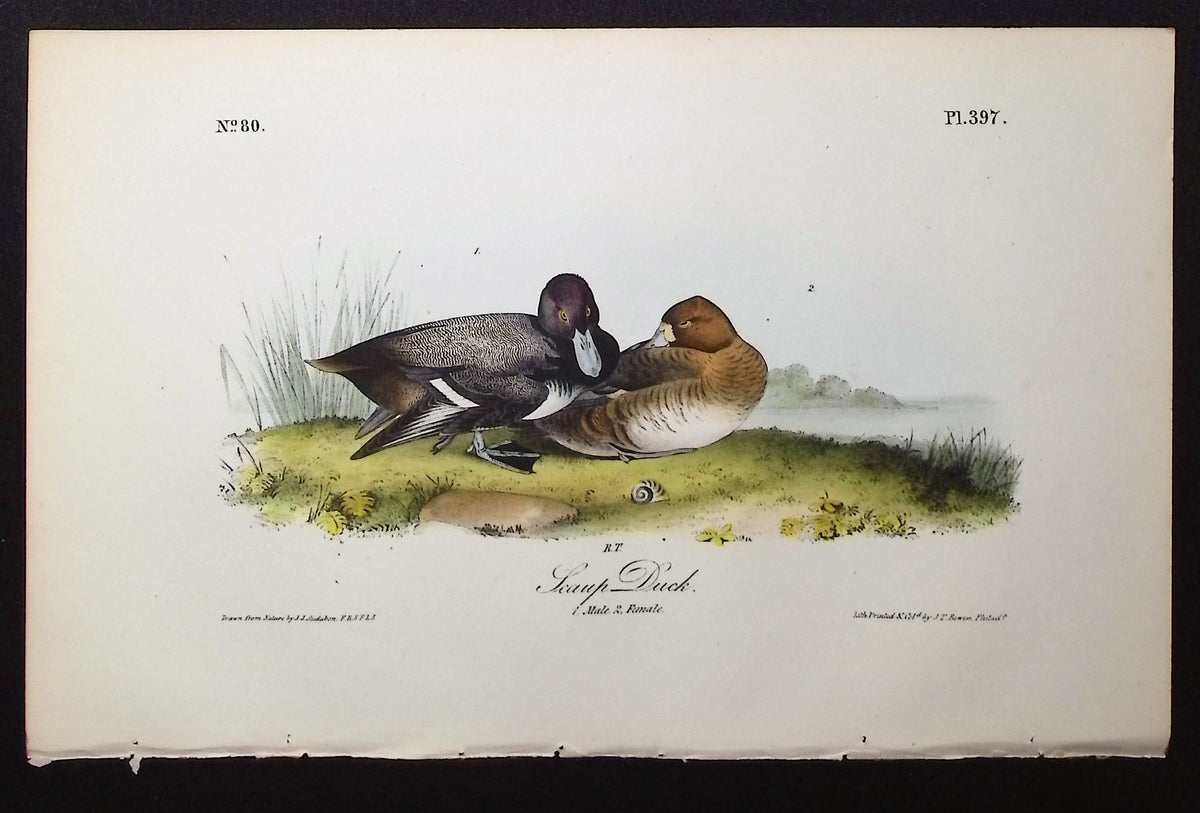 Scaup Duck