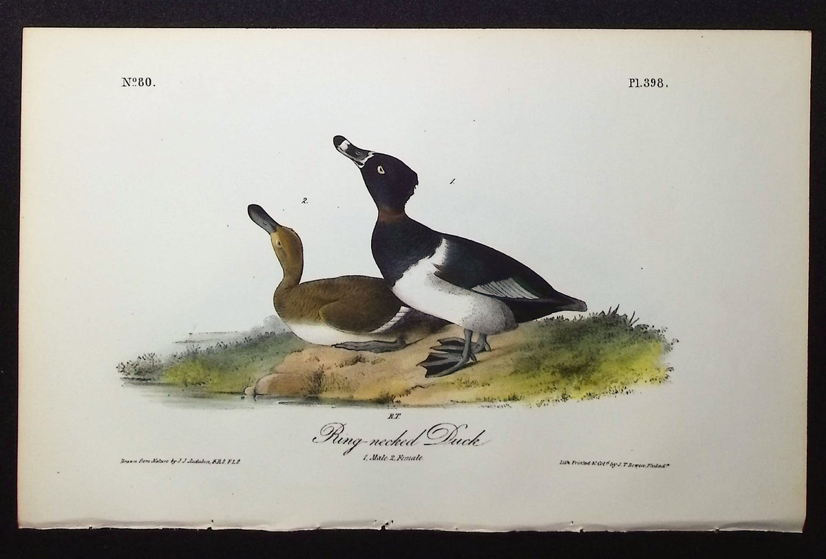 Ring-necked Duck