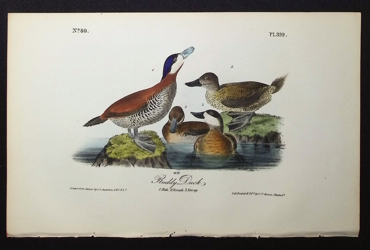 Ruddy Duck