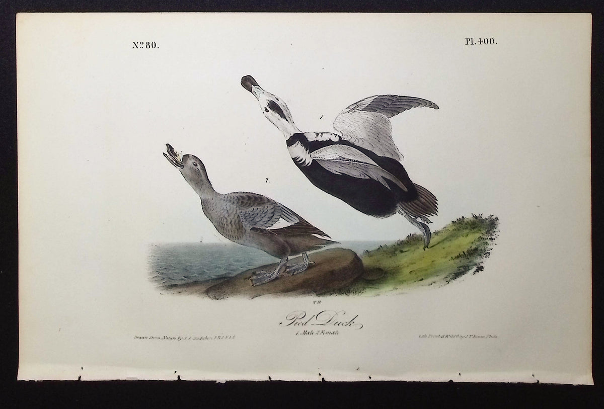 Pied Duck (Extinct)