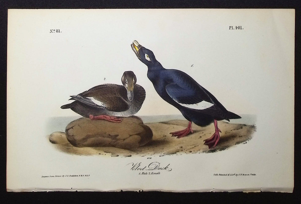 Velvet Duck