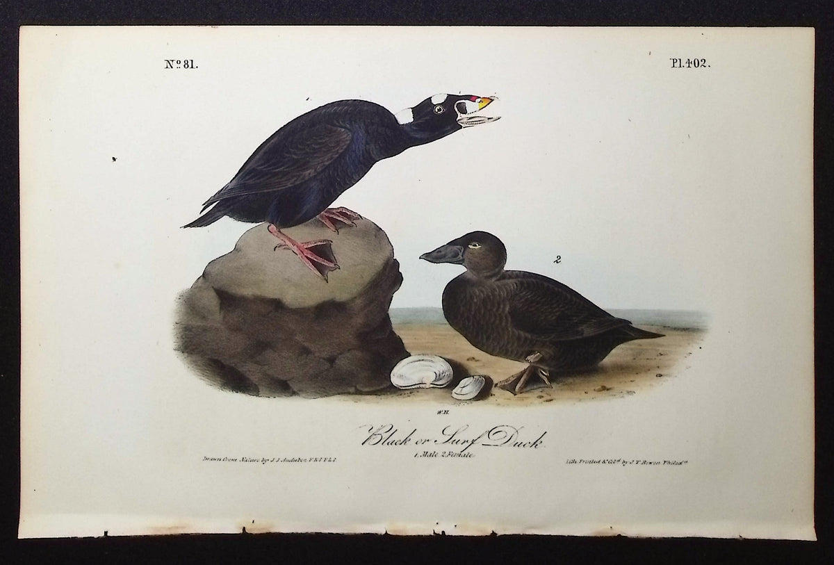 Black or Surf Duck