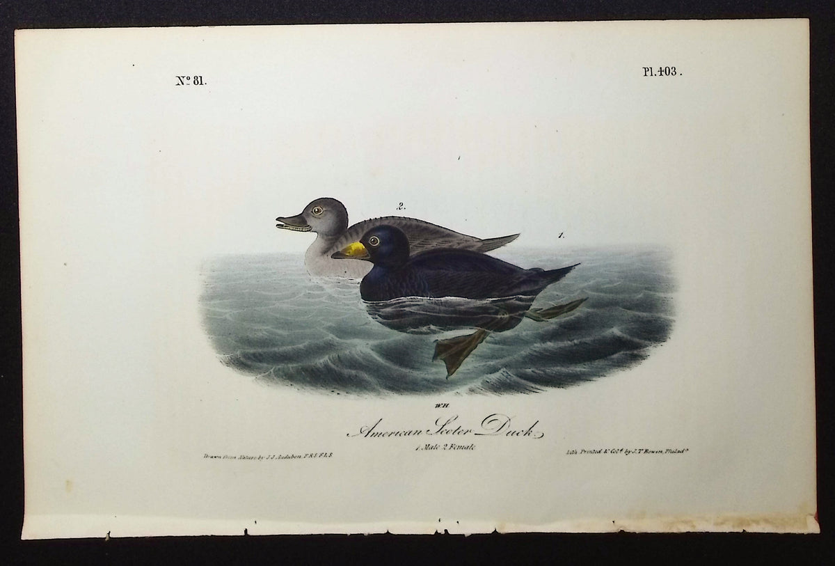 American Scoter Duck