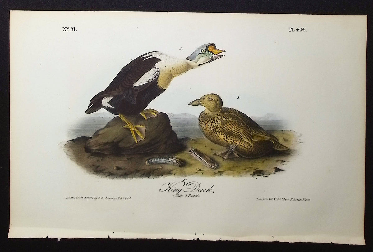 King Duck