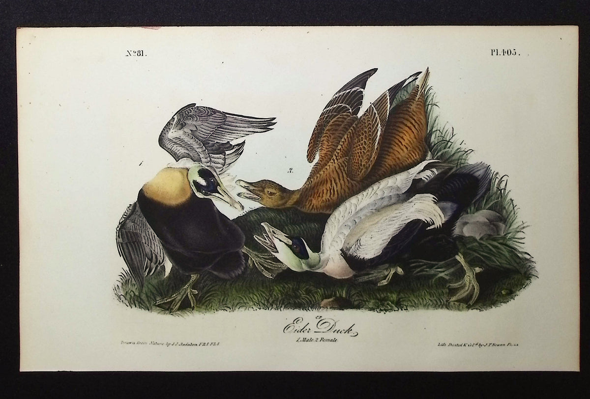 Eider Duck