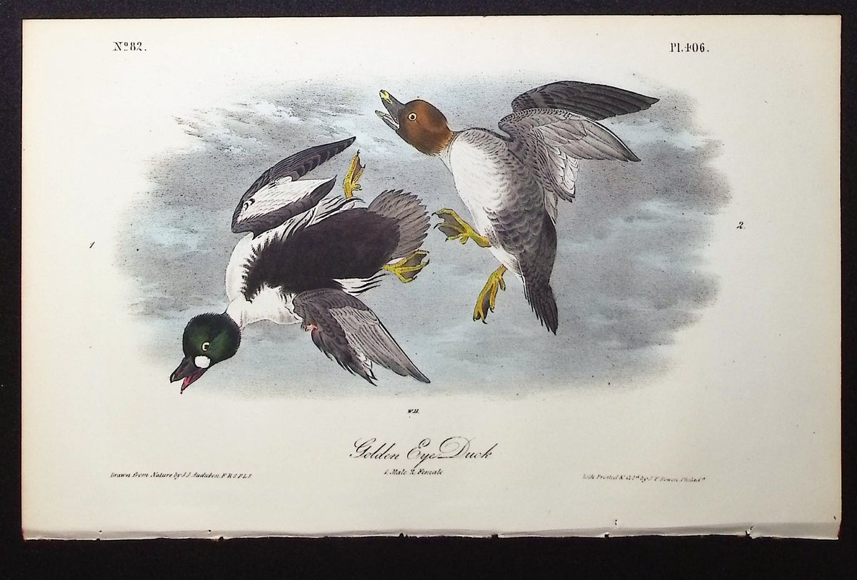 Golden Eye Duck