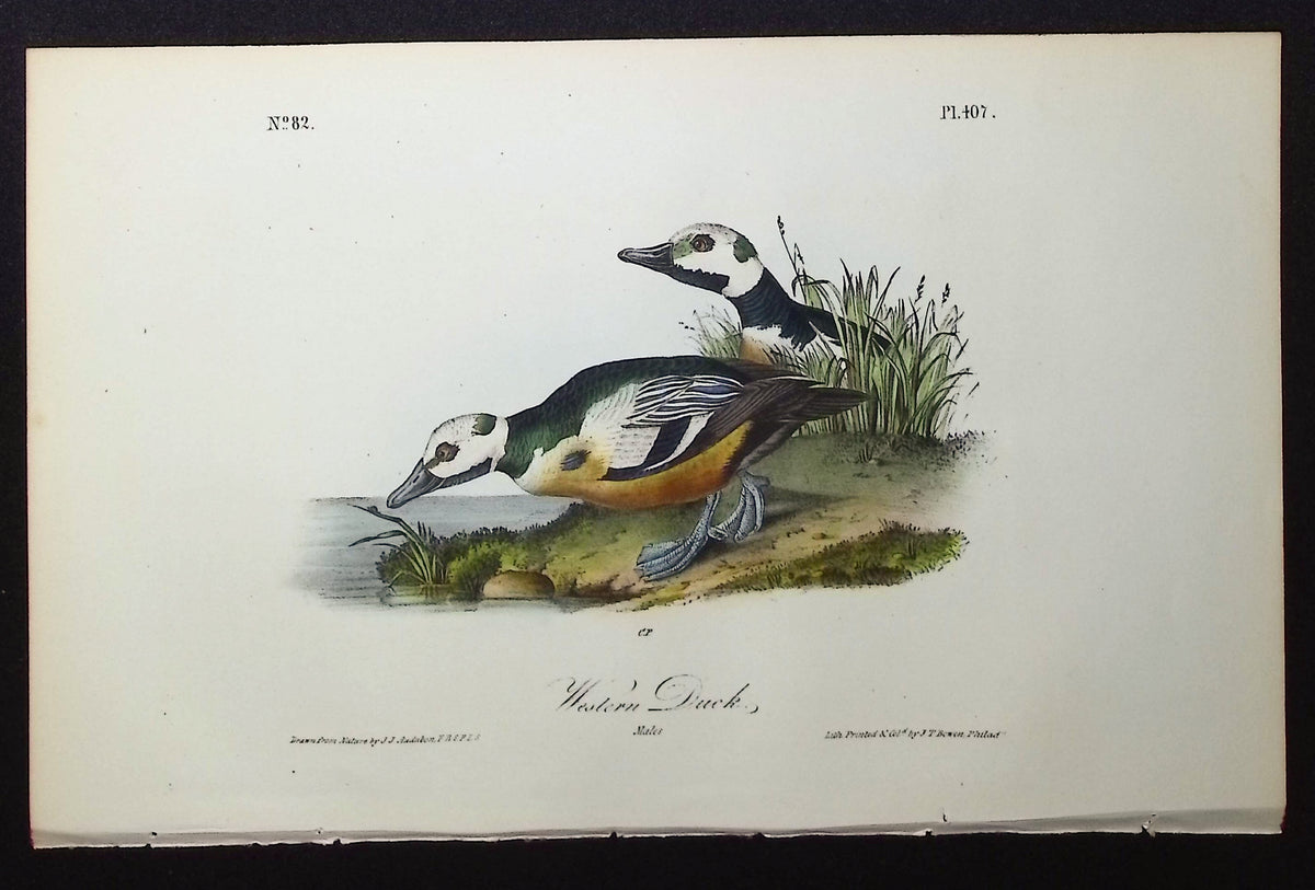 Western Duck