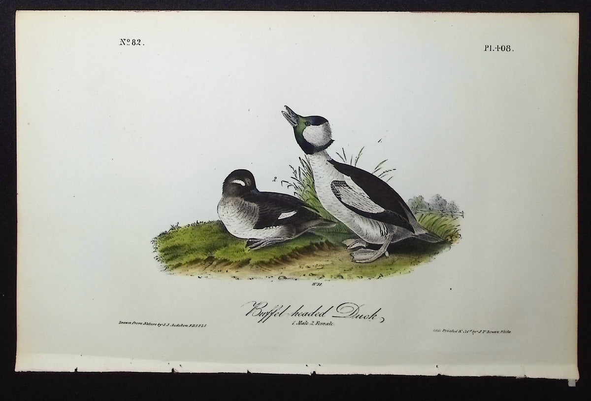 Buffel-headed Duck